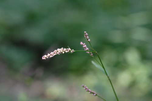 Persicaria longiseta #1